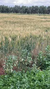 Immohajir | Immobilier au Maroc , Terrain À vendre À Marrakech-Safi , 3