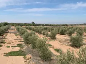 Immohajir | Immobilier au Maroc , Terrain À vendre À Marrakech-Safi , 5