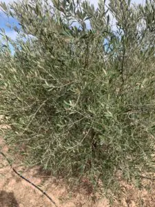 Immohajir | Immobilier au Maroc , Terrain À vendre À Marrakech-Safi , 4