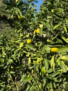 Immohajir | Immobilier au Maroc , Villa À vendre À Mohammédia , 3